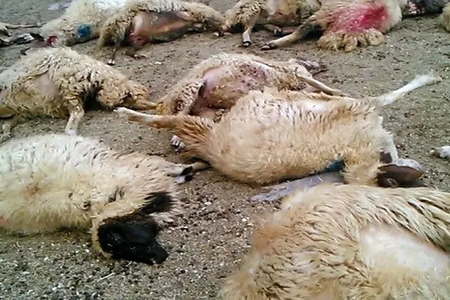 برخورد پژو با گله گوسفندان در بوشهر؛ یک کشته و ۱۷ رأس تلف شدند
