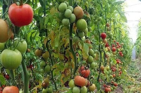 مجوز شهرک زنجیره ارزش تولیدات کشاورزی تصویب شد