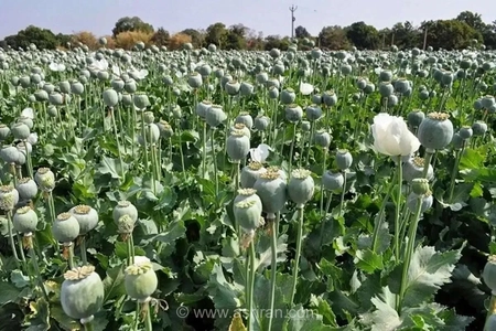 ستاد مبارزه با مواد مخدر: کشت خشخاش و شاهدانه در ایران ممنوع و محدود به نقاط دورافتاده