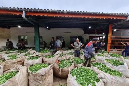 تمدید مهلت خرید تضمینی برگ سبز چای تا ۵ آبان