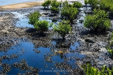 نشت نفت در سواحل قشم؛ آلودگی ۹۰ هزار مترمربع از آب‌های ساحلی و نگرانی از تخریب محیط‌زیست