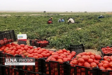 رفع ممنوعیت صادرات گوجه‌فرنگی و پیاز با شرایط خاص