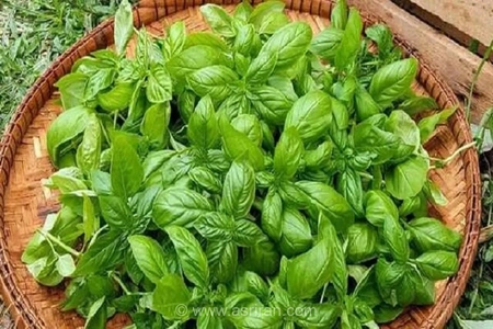 کشف راهکار گیاهی جدید برای کاهش علائم سندرم قبل از قاعدگی با استفاده از عصاره برگ ریحان