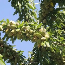 چهارمحال و بختیاری؛ صدرنشین تولید بادام در ایران