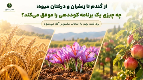 چرا کود خوب همیشه نتیجه نمی‌دهد؟ نکات کلیدی برای گندم، زعفران و باغ