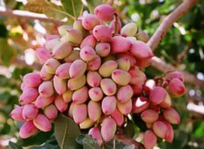 صادرات ۸۰ درصد پسته فارس؛ پیش‌بینی برداشت ۲۴ هزار تن