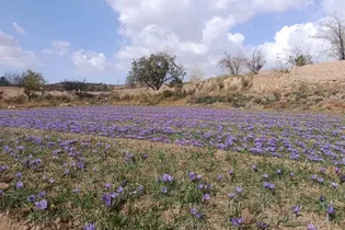 آغاز برداشت زعفران در طرق‌رود نطنز