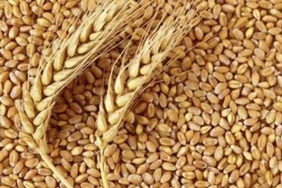 تولید بیش از ۱۸ هزار تن بذر گندم در لرستان