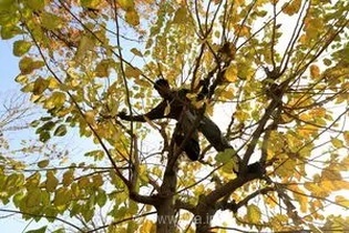 اجرای عملیات هرس درختان در بلوار آزادی شیراز با هدف ارتقای ایمنی شهروندان و بهبود سیمای شهری