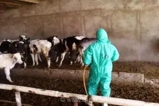 سم‌پاشی بیش از ۲۲۰ هزار رأس دام و جایگاه‌های نگهداری در استان مرکزی برای پیشگیری از بیماری‌های مشترک