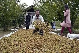 گیلان همچنان پایتخت فندق ایران؛ برداشت ۲۹ هزار تن محصول