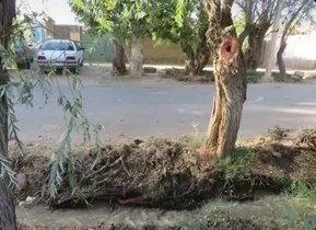 برخورد قانونی با عاملان آسیب به درختان خیابان ملی مشجر باغستان علیا