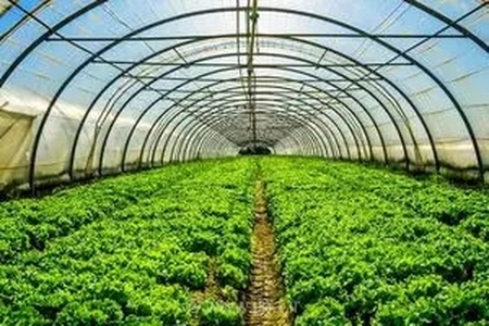 ضرورت توسعه کشت گلخانه‌ای و حمایت از تولیدکنندگان در گلستان