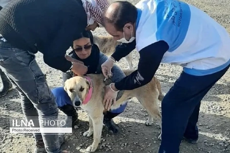 هاری؛ عامل مرگ سالانه ۶۰ هزار نفر در جهان