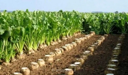 تدوین نقشه راه کشت پاییزه چغندرقند در خوزستان با تاکید بر حمایت از کشاورزان