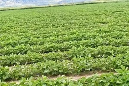 تغییر الگوی بارش‌ها با ال نینو و تحول در کشاورزی فارس
