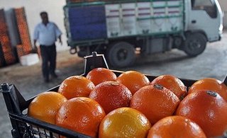 هشدار جهاد کشاورزی مازندران به برداشت زودهنگام پرتقال تامسون