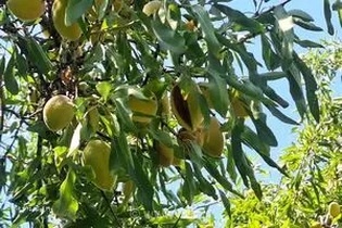 آغاز فصل برداشت بادام در داراب؛ پیش‌بینی تولید ۴ هزار تن محصول از ۸ هزار هکتار باغ