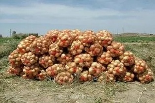 پیش‌بینی برداشت ۱۱ هزار تن پیاز در قزوین