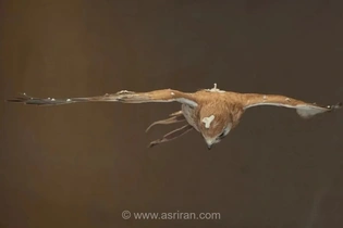پهپاد یا شاهین؟ / پرنده‌هایی که از باد نمی‌ترسند