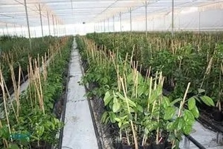 خیز بلند استان مرکزی برای توسعه فضای سبز: تولید بیش از یک میلیون اصله نهال در نهالستان شهید رجایی