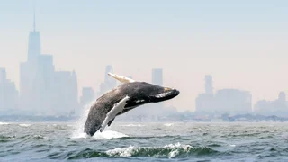 تثبیت اصالت سری Blue Planet III با باقی‌گذاشتن تصاویر ناقص در عصر هوش مصنوعی