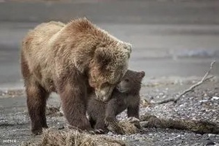 ثبت تصاویر دیدنی از یک قلاده خرس قهوه‌ای به همراه دو توله‌اش در ارتفاعات سفیدکوه خرم‌آباد