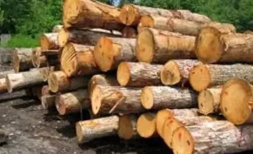 جریمه یک میلیارد ریالی برای حمل چوب قاچاق در تالش