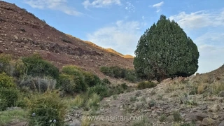 درخت ۹۰۰ ساله تربت‌حیدریه به عنوان میراث ملی ثبت شد
