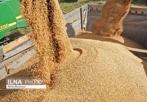 تامین نهاده مرغ با رویکرد صادراتی در فارس؛ طرحی برای تعادل بازار