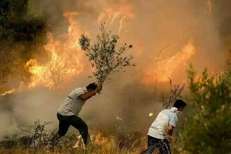 مهار آتش‌سوزی در جنگل‌های بلوط سردشت، نیم هکتار جنگل در آتش سوخت