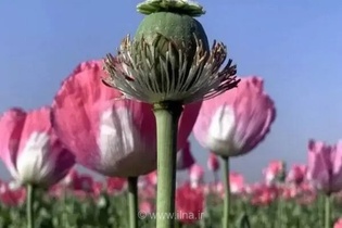 کشت موفق شقایق اُلی‌فرا در ایران؛ گامی در جهت خودکفایی مورفین دارویی