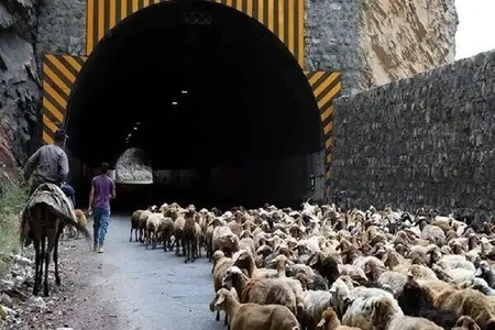 انسداد موقت جاده چالوس برای عبور احشام در ۲۷ مهر
