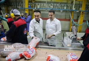 شروع مجدد خرید مرغ مازاد از امروز با قیمت ۳۳۵ هزار تومان