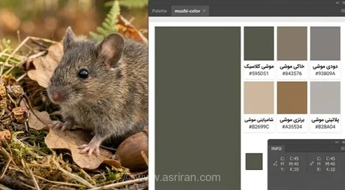 رنگ موشی: راهنمای کامل انواع رنگ موشی و تفاوت آن با طوسی