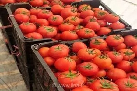 صادرات ۸۹۰۰ تن گوجه‌فرنگی تولیدی شهرستان فیروزآباد به بازارهای خارجی از ابتدای فصل برداشت