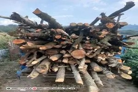 دستگیری عاملان قطع غیرمجاز درختان جنگلی در منطقه لاکتراش شهرستان نکا