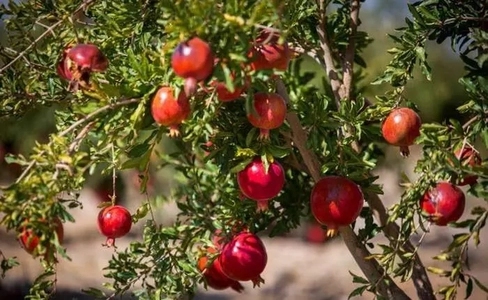 فشار کم‌آبی و ضوابط شهری بر باغات انار تفت؛ برنامه‌ریزی برای اصلاح در ۶ ماه آینده