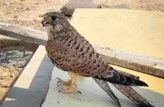 برچیدن کوخه زنده گیری پرندگان شکاری و نجات دو دلیجه در کیش