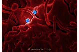 داروی جدید تقویت‌کننده ایمونوتراپی سرطان با کمک باکتری‌های روده ساخته شد