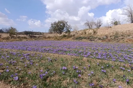 آغاز برداشت زعفران در طرق‌رود نطنز