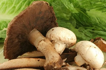 مسمومیت با قارچ سمی در گنبدکاووس؛ جان باختن ۴ نفر از یک خانواده
