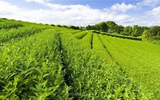 ثبت سفارش واردات چای سیاه از امروز آغاز شد