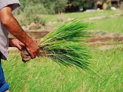 برداشت شلتوک از مزارع خرمشهر آغاز شد
