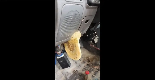 کندوی زنبور عسل در خودروی پراید: اتفاقی عجیب در فضای مجازی