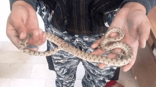 کشف ۱۰ مار افعی قاچاق در فرودگاه امام خمینی(ره)