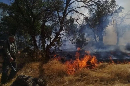 آتش‌سوزی در جنگل‌های شیوآشان سردشت مهار شد