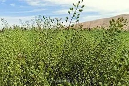جهش ۵ برابری تولید کاملینا در فارس؛ کسب جایگاه سوم کشوری در کشت محصول راهبردی