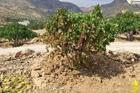 خسارت ۱.۳ میلیاردی به انجیرستان‌های نی‌ریز؛ سهل‌انگاری در سوزاندن بقایای گیاهی ۸.۵ هکتار باغ را به آتش کشید