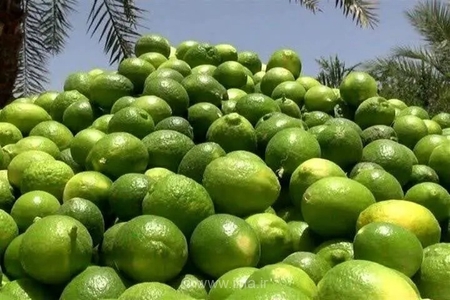 آغاز برداشت لیموترش جهرم؛ پیش‌بینی تولید بیش از ۱۵۰ هزار تن